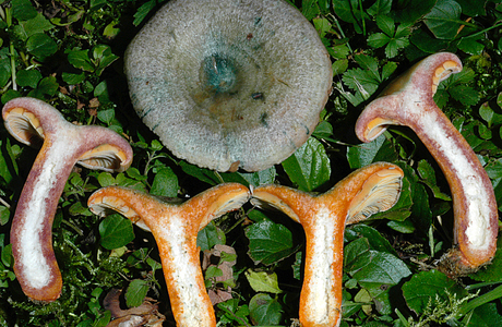 Spangrüner Kiefernreizker (Lactarius semisanguifluus) - © Heinz Prelicz